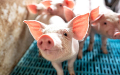 What Iowa can teach the world about pork production, research and innovation