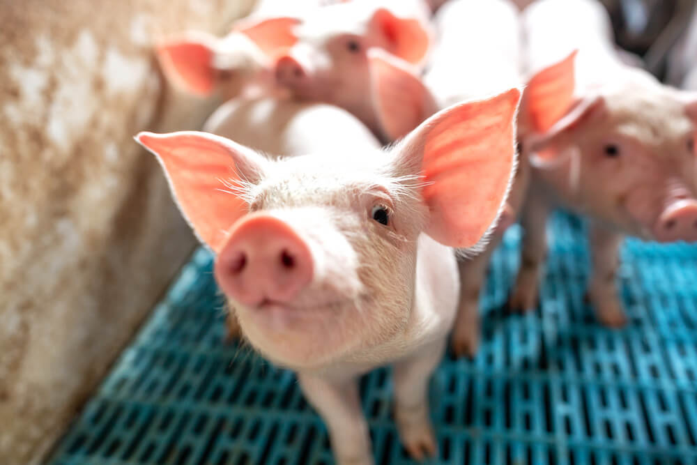 What Iowa can teach the world about pork production, research and innovation